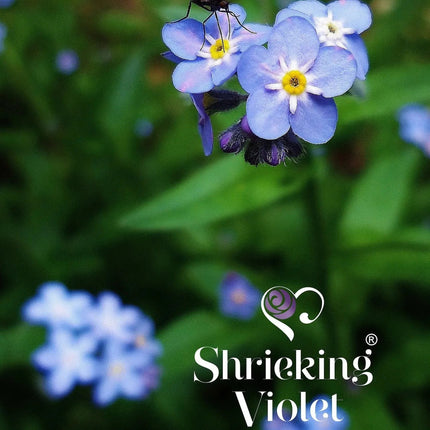 Botanical jewellery heart earrings with real flowers