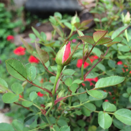 Botanical jewellery rose drop earrings