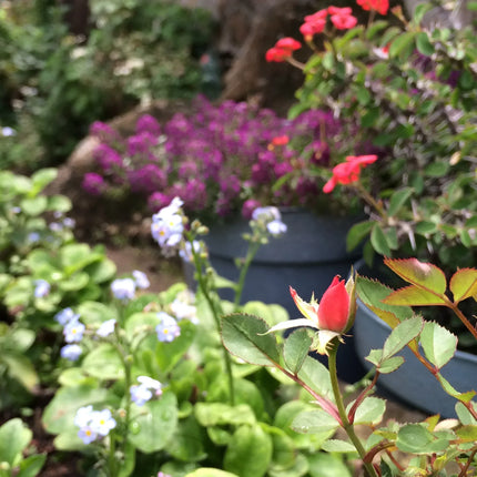 Leela collection miniature rose earrings